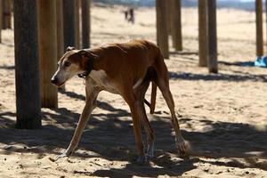 perro a pasear en un parque de la ciudad a orillas del mar foto