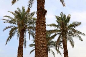 A tall palm tree in a city park in northern Israel. photo