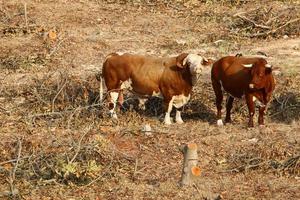 Cows graze in a forest clearing in northern Israel photo