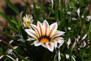 los crisantemos florecen en un parque de la ciudad en el norte de israel. foto