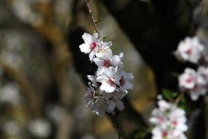 Almond blossoms in a city park in Israel. photo