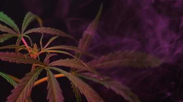 Cannabispflanzen, die in einer Indoor-Farm wachsen. video