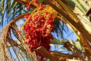 Rich harvest of dates on palm trees in the city park. photo