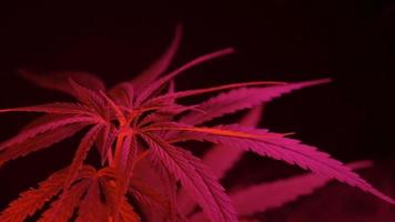 plantes de cannabis poussant dans une ferme intérieure. video