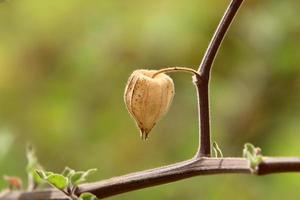 la physalis peruana crece en un parque de la ciudad en israel. foto