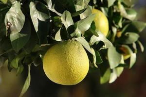 Fruits of citrus trees in the city park. photo