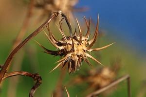 una planta de cardo espinoso en un claro del bosque en el norte de israel. foto