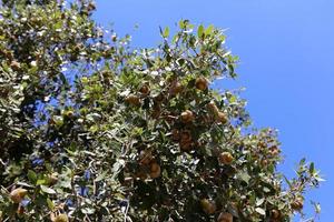 Acorns on trees in a city park. photo