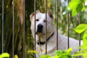 The dog sits behind a high fence. photo