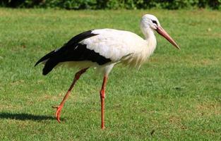 The stork walks on a green glade. photo