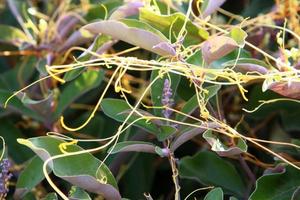 Dodder is a genus of parasitic plants in the bindweed family. photo