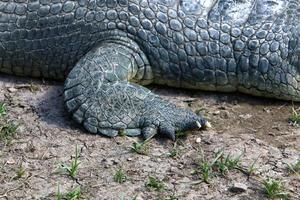 un enorme cocodrilo yace sobre la hierba a orillas del río. foto