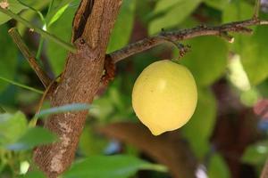 Fruits of citrus trees in the city park. photo