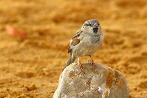 bird sitting on the shores of the mediterranean sea photo