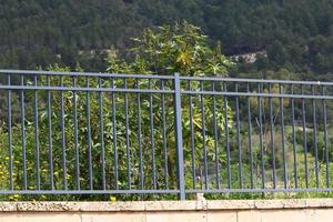 Plants and flowers grow along the high fence. photo