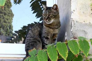 The domestic cat is a mammal of the cat family of the carnivora order. photo