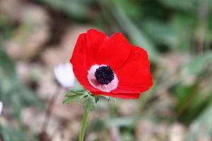 Red anemones bloom in a forest clearing. photo