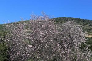 flores de almendro en un jardín de la ciudad en israel. foto