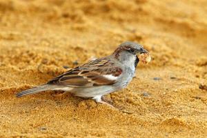 Sparrow collects crumbs on the city beach. photo