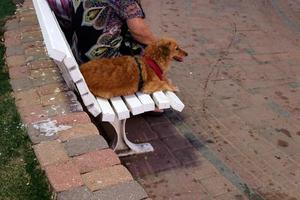 banco para descansar en el parque de la ciudad a orillas del mar. foto