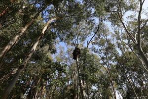 Tall trees in a forest in northern Israel photo