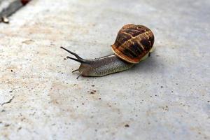 Snail sits on the sidewalk photo