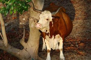 Cows graze in a forest clearing in northern Israel photo