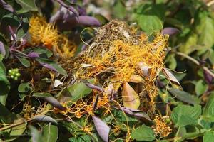 Dodder is a genus of parasitic plants in the bindweed family. photo