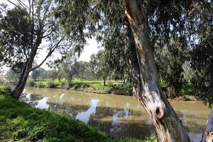 el río yarkon en el parque de la ciudad de tel aviv. foto