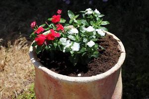 Green plants and flowers grow in a flower pot photo