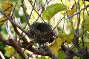 Bird's nest on a tree in the park. photo