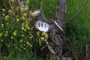 Old rotten stump in the city park. photo