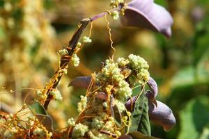 Dodder is a genus of parasitic plants in the bindweed family. photo