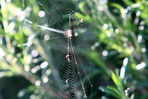 Spider webs - cobwebs on branches and leaves of trees in a city park. photo