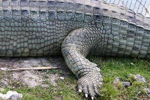 un enorme cocodrilo yace sobre la hierba a orillas del río. foto