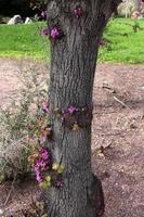 Texture of wood and tree bark. photo