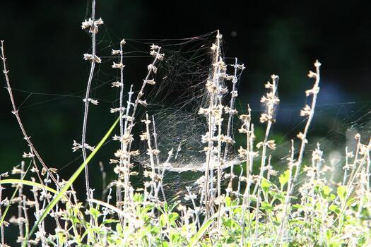 Spider webs - cobwebs on branches and leaves of trees in a city park. photo