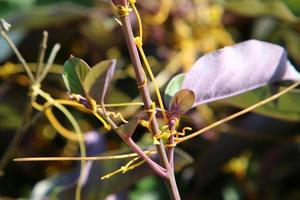 dodder es un género de plantas parásitas de la familia de las enredaderas. foto