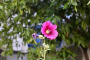 Summer flowers in a city park in northern Israel. photo