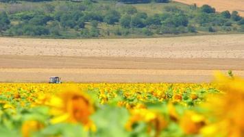 Statische Ansicht Sonnenblumenfeld und blauer Traktor fahren über das Feld an bewölkten Tagen im Freien in den Landwirtschaftsfeldern des Landes Georgia