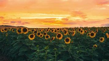 Dramatic Sunset sky behind sunflowers field timelapse. Cinematic summer agriculture time lapse