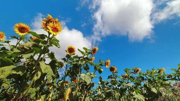 Low angle sunflower field in sunny day with clouds pass in clear blue skies. Summer agriculture harvest time-lapse video