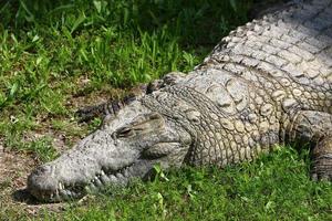 un enorme cocodrilo yace sobre la hierba a orillas del río. foto