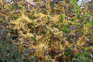Dodder is a genus of parasitic plants in the bindweed family. photo
