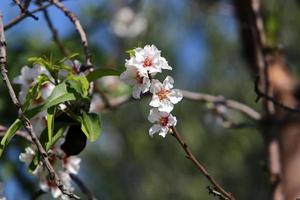 Almond blossoms in a city park in Israel. photo