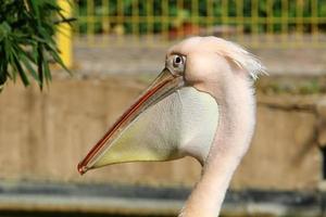 el pelícano blanco vive en un zoológico en israel. foto