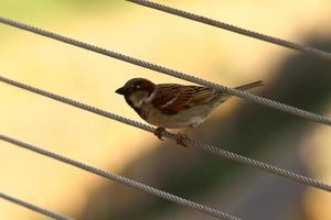 The sparrow is sitting on the fence. photo