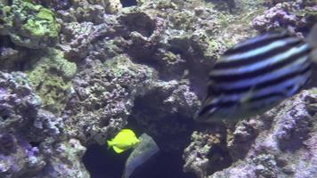 Unterwasseransicht von bunten exotischen Fischen in einem Aquarium in 4k video