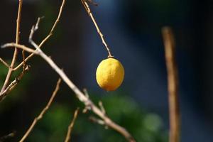 Fruits of citrus trees in the city park. photo