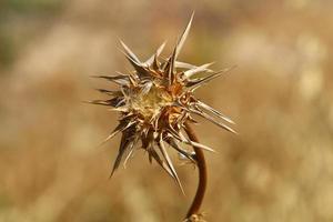 A thorny thistle plant in a forest clearing in northern Israel. photo